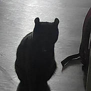 Rye is registered to the contest to win money with this photo: animal, background, black, cat, contrast, dark, floor, gray, indoor, light, mysterious, pet, quiet, shadow, shadowplay, shape, silhouette, sitting, still, texture