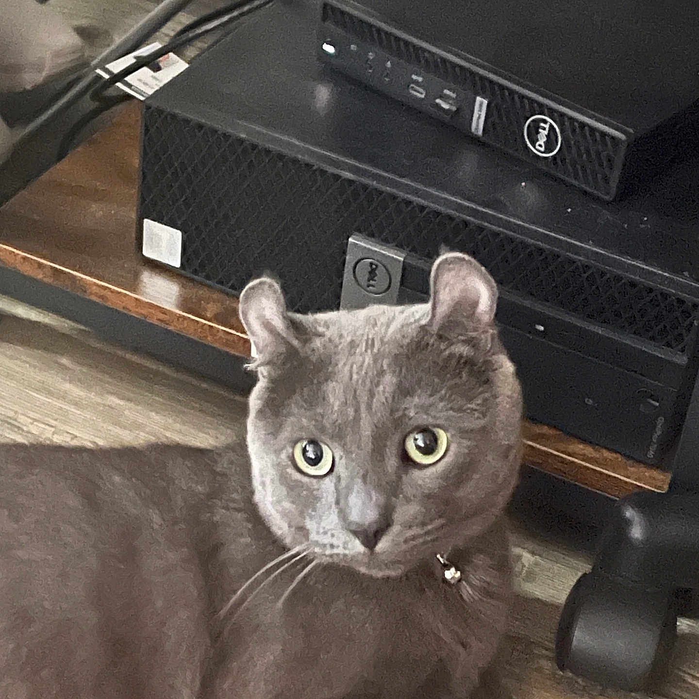 Rye is registered to the contest to win money with this photo: cat, gray_cat, pet, floor, wooden_floor, electronics, computer, device, indoor, animal, cute, mammal, whiskers, ears, collar, domestic_cat, looking, relaxed, closeup, feline