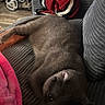 cat, gray_cat, lounging, couch, gray_couch, red_sweater, indoor, relaxing, furniture, cozy, pet, animal, home, soft_texture, wooden_floor, sitting, comfortable, domestic, resting, closeup