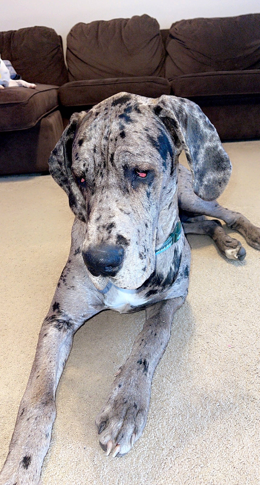 Steele joined the competition — help win amazing prizes! canidae, carnivore, collar, companion_dog, dog, dog_breed, dog_collar, fawn, great_dane, hunting_dog, non_sporting_group, sleeper_chair, snout, sporting_group, terrestrial_animal, working_animal, working_dog