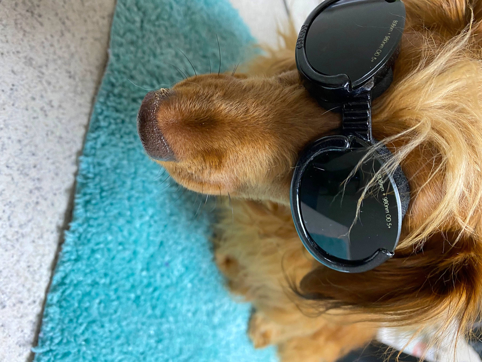 Izzye is registered to the contest to win money with this photo: brown_hair, comfort, companion_dog, dog, dog_breed, electric_blue, eye, eyelash, eyewear, fashion_accessory, fawn, feather, flooring, fur, human_body, liver, snout, strap, whiskers, working_animal