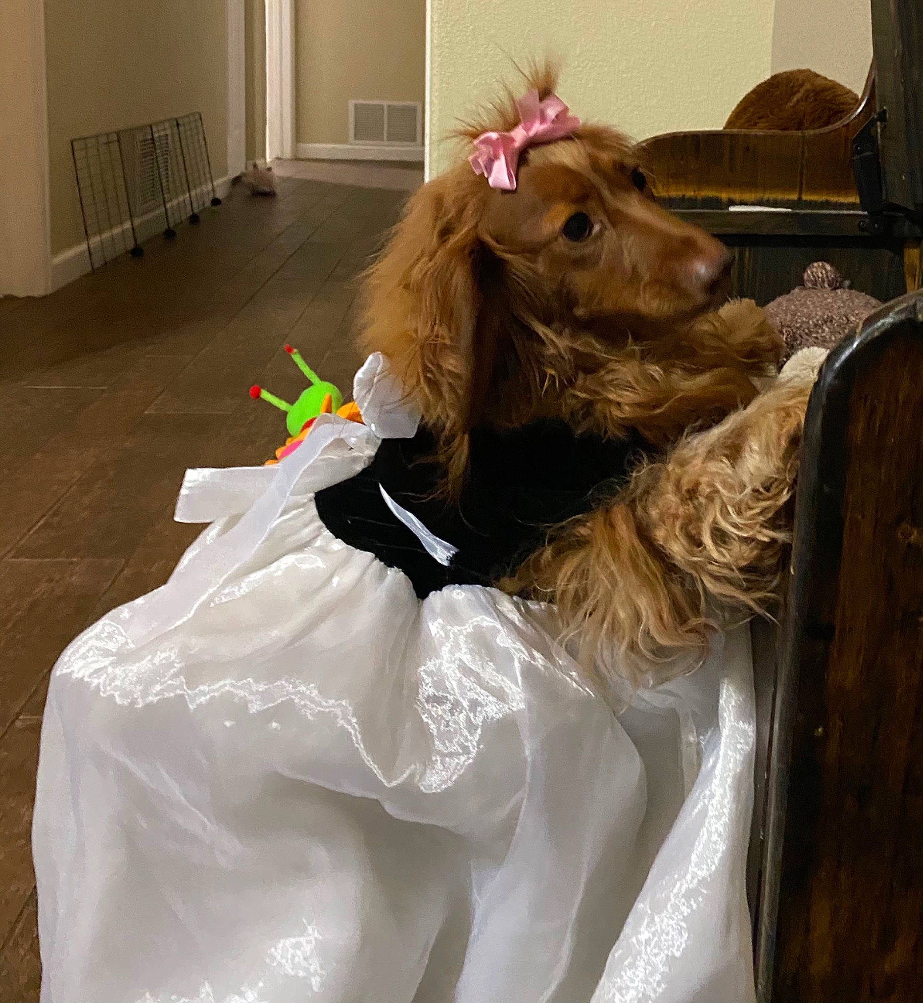 Izzye joined the competition — help win amazing prizes! brown_hair, canidae, companion_dog, costume, dog_breed, dog_clothes, fashion_accessory, fashion_design, fawn, fun, fur, hair_coloring, headpiece, liver, personal_protective_equipment, room, selfie, sporting_group, wig, working_animal