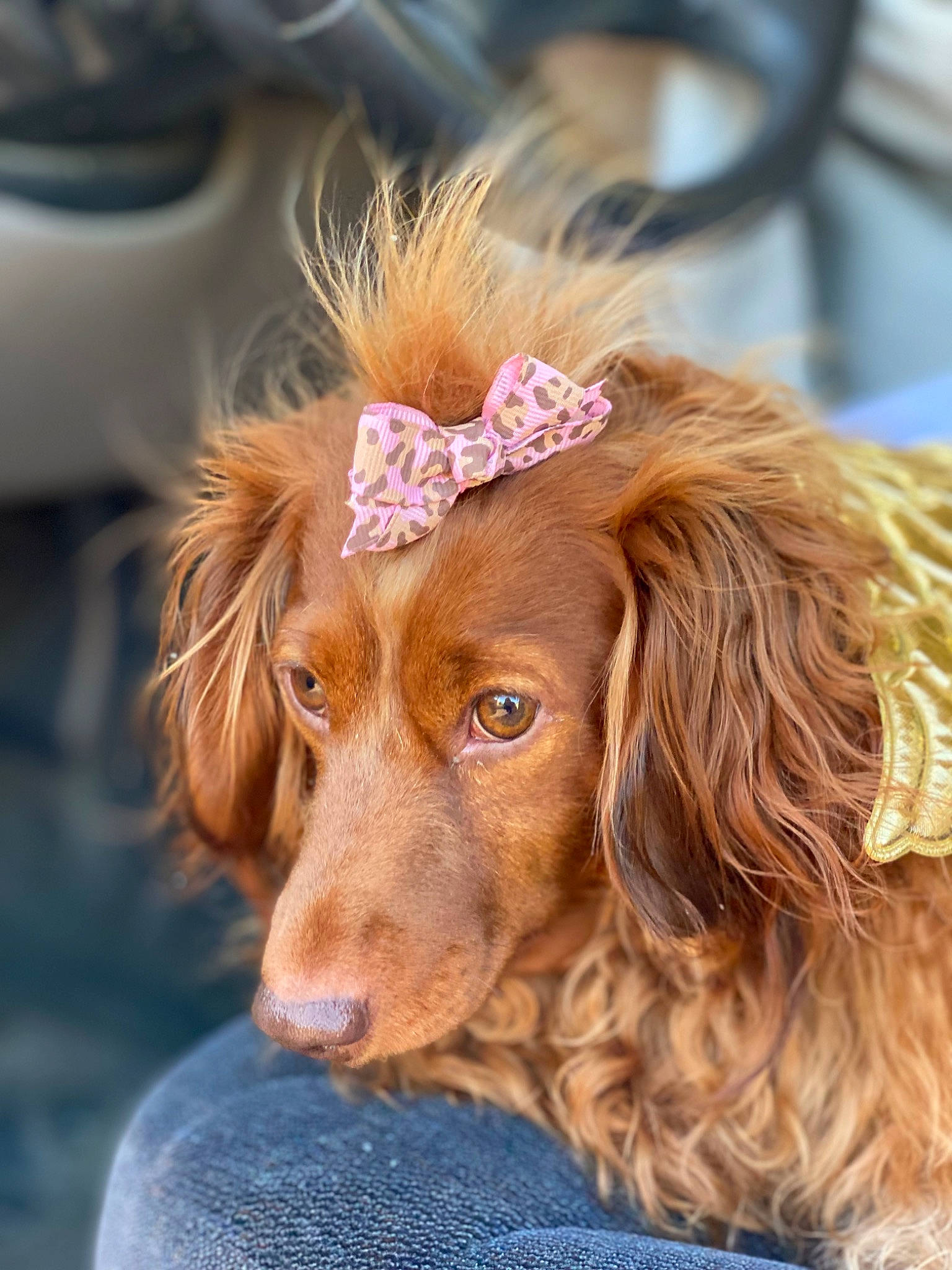 Izzye is registered to the contest to win money with this photo: canidae, carnivore, companion_dog, dog, dog_breed, fawn, fur, gun_dog, hat, liver, natural_material, snout, spaniel, sporting_group, terrestrial_animal, working_animal