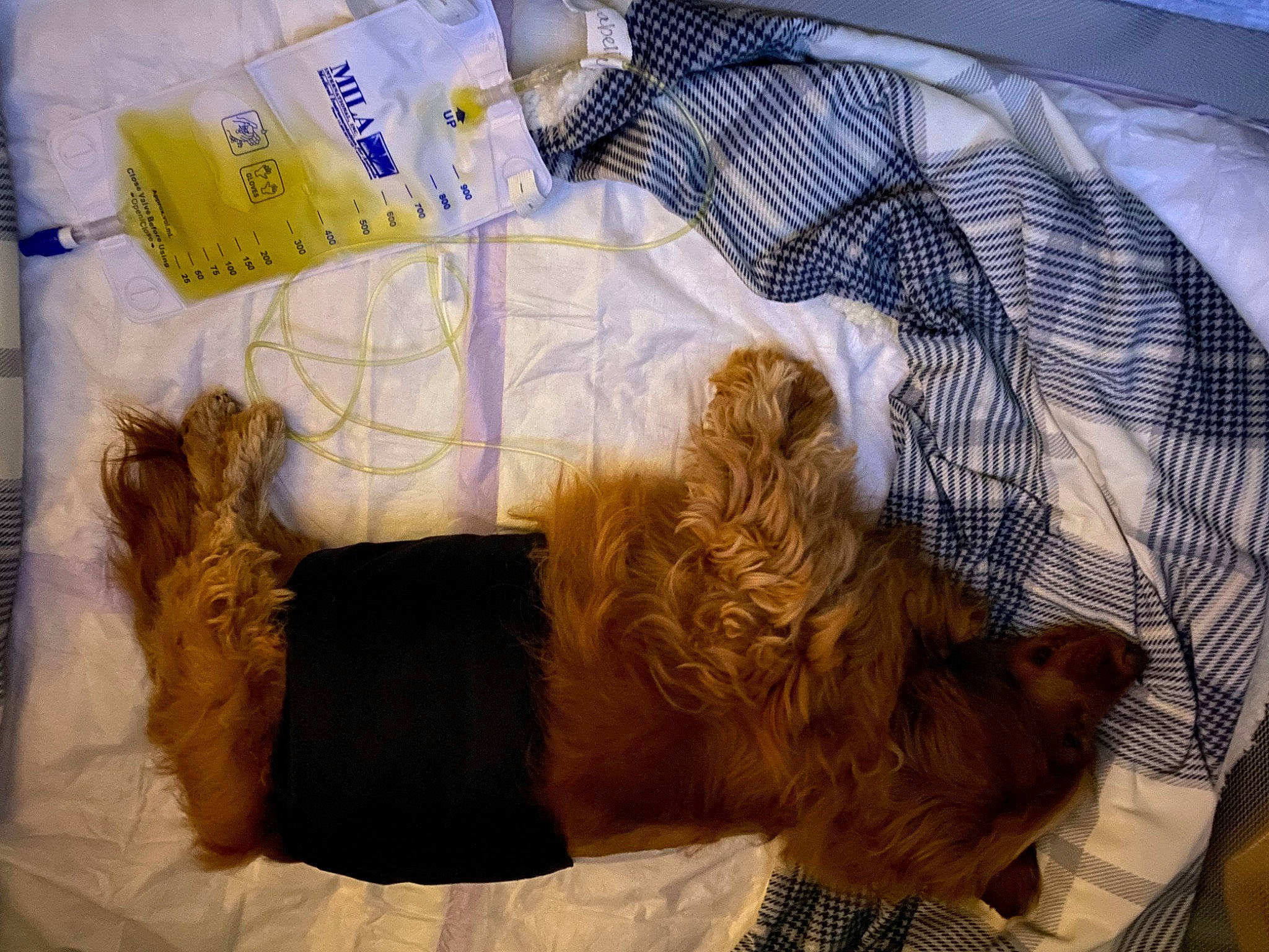 Izzye joined the competition — help win amazing prizes! canidae, carnivore, comfort, companion_dog, dog, dog_breed, dog_supply, fawn, felidae, fur, linens, liver, nap, pet_supply, small_to_medium_sized_cats, snout, sporting_group, tail, terrier, whiskers