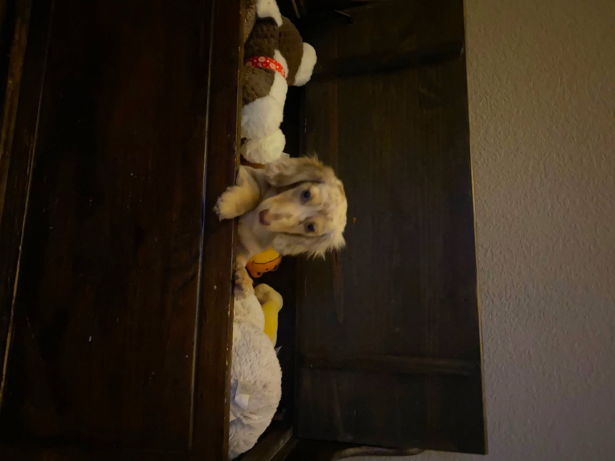Saydee is registered to the contest to win money with this photo: art, darkness, felidae, flooring, fur, hardwood, room, still_life, still_life_photography, stuffed_toy, tail, teddy_bear, toy, visual_arts, wood