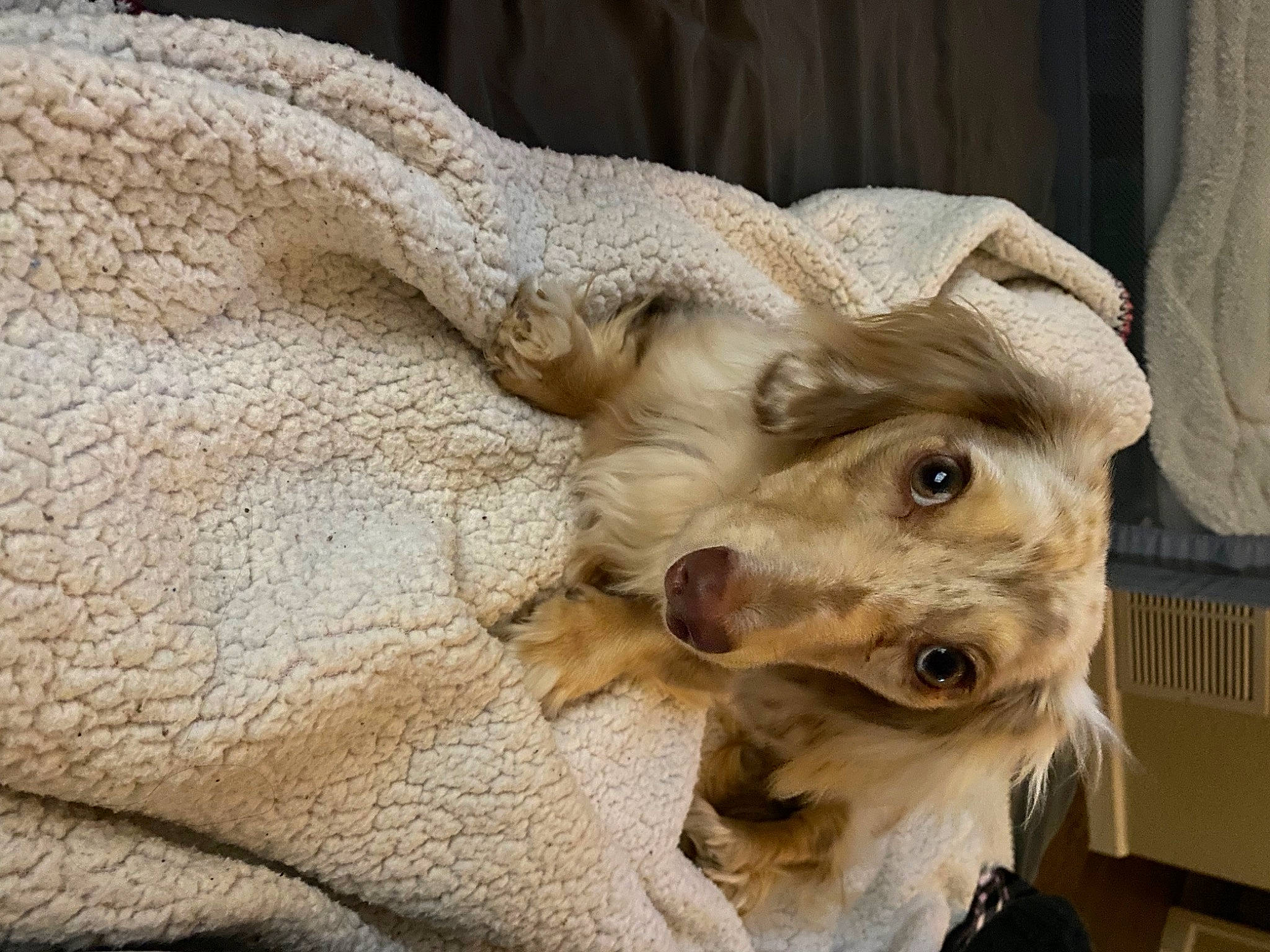 Saydee joined the competition — help win amazing prizes! art, carnivore, companion_dog, dog, dog_breed, ear, fawn, fur, jaw, paw, sculpture, snout, sporting_group, statue, terrestrial_animal, trunk, whiskers, wing, wood, working_animal