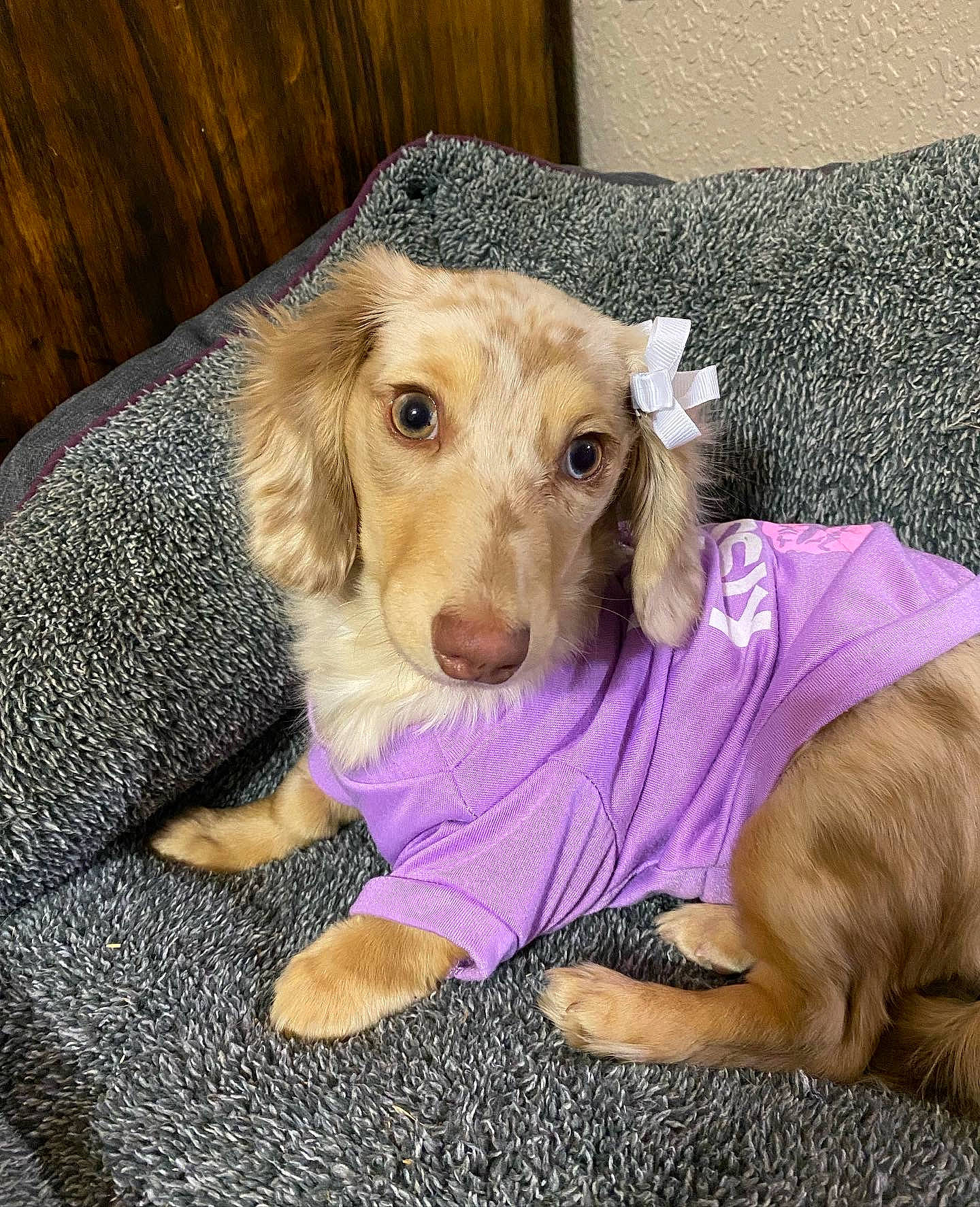 Saydee is registered to the contest to win money with this photo: canidae, carnivore, comfort, companion_dog, dog, dog_breed, dog_supply, fawn, fur, liver, puppy, snout, sporting_group, toy, wood, working_animal