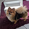 adorable, animal, companion, curious, cute, dog, domestic, fluffy, fur, home, indoor, looking_up, pet, pomeranian, purple_rug, small_dog, standing, tail, tiled_floor, white_furniture