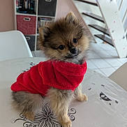 Achil participe au concours pour gagner de l'argent avec cette photo : dog, puppy, red_hoodie, table, indoor, cute, fluffy, small_dog, pet, fur, tilted_head, chair, shelf, home, curious, animal, domestic, adorable, canine, cozy