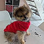 dog, puppy, red_hoodie, table, indoor, cute, fluffy, small_dog, pet, fur, tilted_head, chair, shelf, home, curious, animal, domestic, adorable, canine, cozy