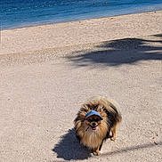 Achil a rejoint le concours — aidez-le/la à gagner de superbes lots ! animal, beach, blue_sky, canine, dog, happy, nature, ocean, outdoor, pet, pomeranian, sailboat, sand, sea, shadow, summer, sunlight, vacation, visor, water