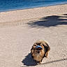 animal, beach, blue_sky, canine, dog, happy, nature, ocean, outdoor, pet, pomeranian, sailboat, sand, sea, shadow, summer, sunlight, vacation, visor, water
