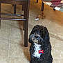 Bruno is registered to the contest to win money with this photo: dog, black_dog, white_chest, curly_fur, indoor, tile_floor, wooden_chair, quilted_tablecloth, plush_toy, pet, sitting, furniture, home, floor, domestic_animal, animal, companion, cute, furry, indoor_lighting