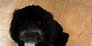 Bruno joined the competition — help win amazing prizes! dog, black_dog, white_patch, pet, animal, cute, floor, tile_floor, indoor, looking_up, fur, mammal, canine, companion, adorable, sitting, house, domestic_animal, friendly, portrait
