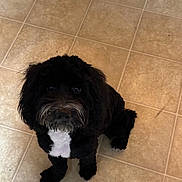 Bruno joined the competition — help win amazing prizes! dog, black_dog, white_patch, pet, animal, cute, floor, tile_floor, indoor, looking_up, fur, mammal, canine, companion, adorable, sitting, house, domestic_animal, friendly, portrait