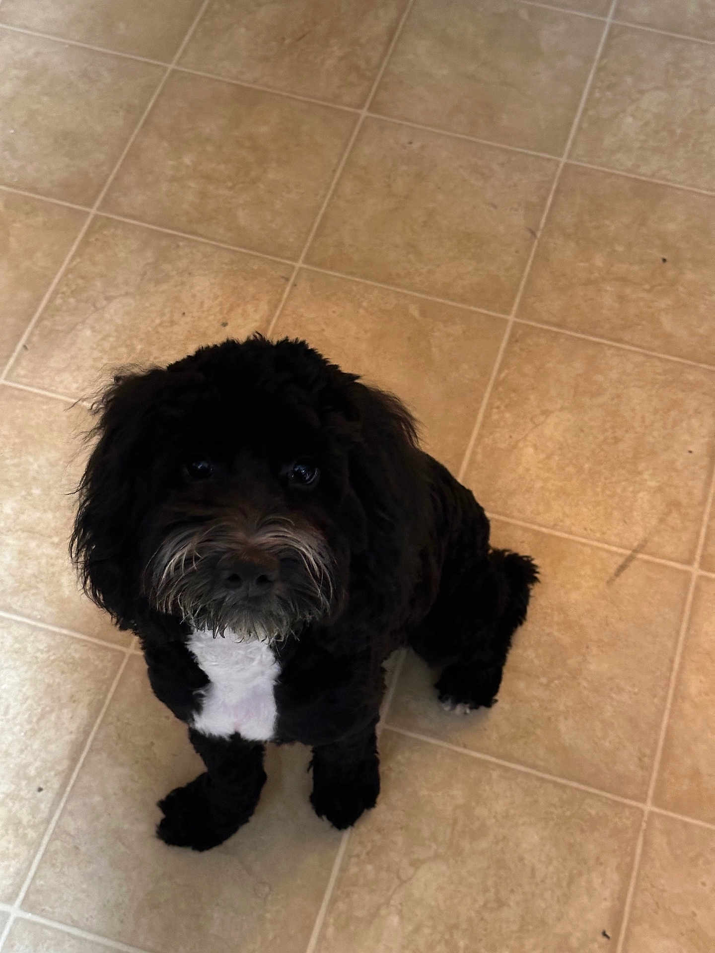 Bruno joined the competition — help win amazing prizes! dog, black_dog, white_patch, pet, animal, cute, floor, tile_floor, indoor, looking_up, fur, mammal, canine, companion, adorable, sitting, house, domestic_animal, friendly, portrait