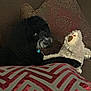 Bruno is registered to the contest to win money with this photo: dog, stuffed_toy, couch, pillow, black_dog, plush_toy, indoor, pet, fur, snout, patterned_pillow, cozy, resting, animal, home, laying, soft_toy, brown_couch, decor, relaxed