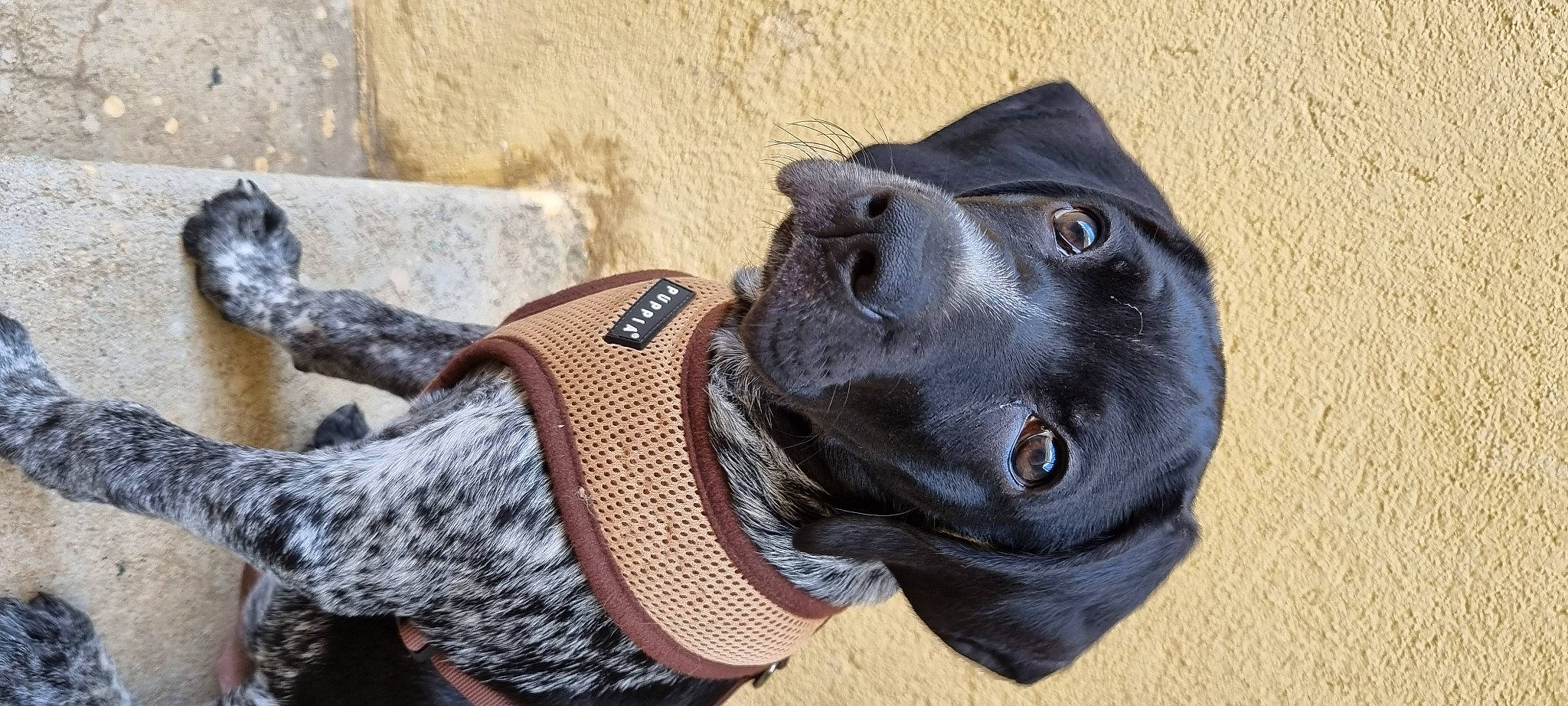 Falco participe au concours pour gagner de l'argent avec cette photo : canidae, carnivore, collar, companion_dog, dog, dog_breed, dog_collar, electric_blue, fashion_accessory, fawn, fur, grey, helmet, leash, liver, personal_protective_equipment, pet_supply, snout, sporting_group, working_animal