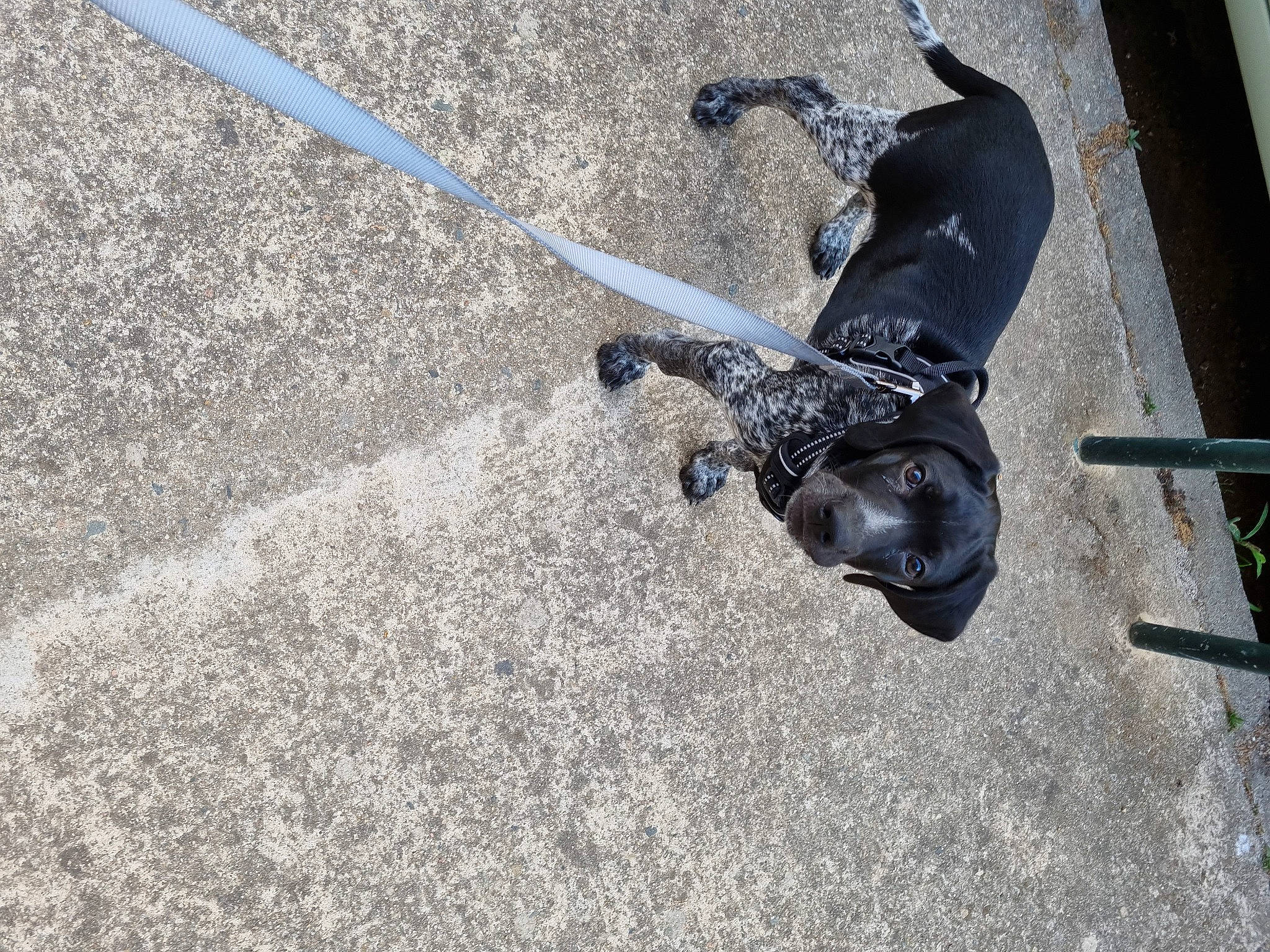 Falco a rejoint le concours — aidez-le/la à gagner de superbes lots ! asphalt, auto_part, automotive_tire, automotive_wheel_system, bicycle_accessory, bicycle_part, bicycle_tire, cycling, dog, helmet, rim, road_surface, rolling, sidewalk, spoke, sports_equipment, tar, tire, vehicle, wheel