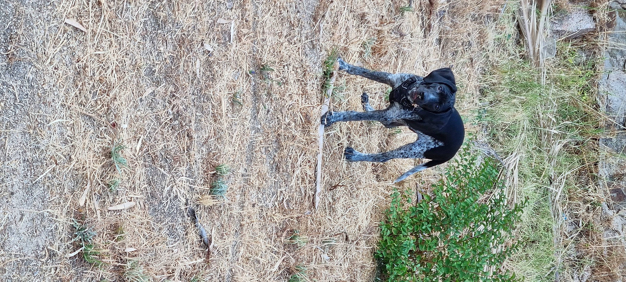 Falco participe au concours pour gagner de l'argent avec cette photo : adventure, carnivore, dog, dog_breed, fawn, grass, people_in_nature, plant, recreation, sculpture, shadow, soil, sporting_group, tail, terrestrial_animal, tree, trunk, wildlife, wood, working_animal