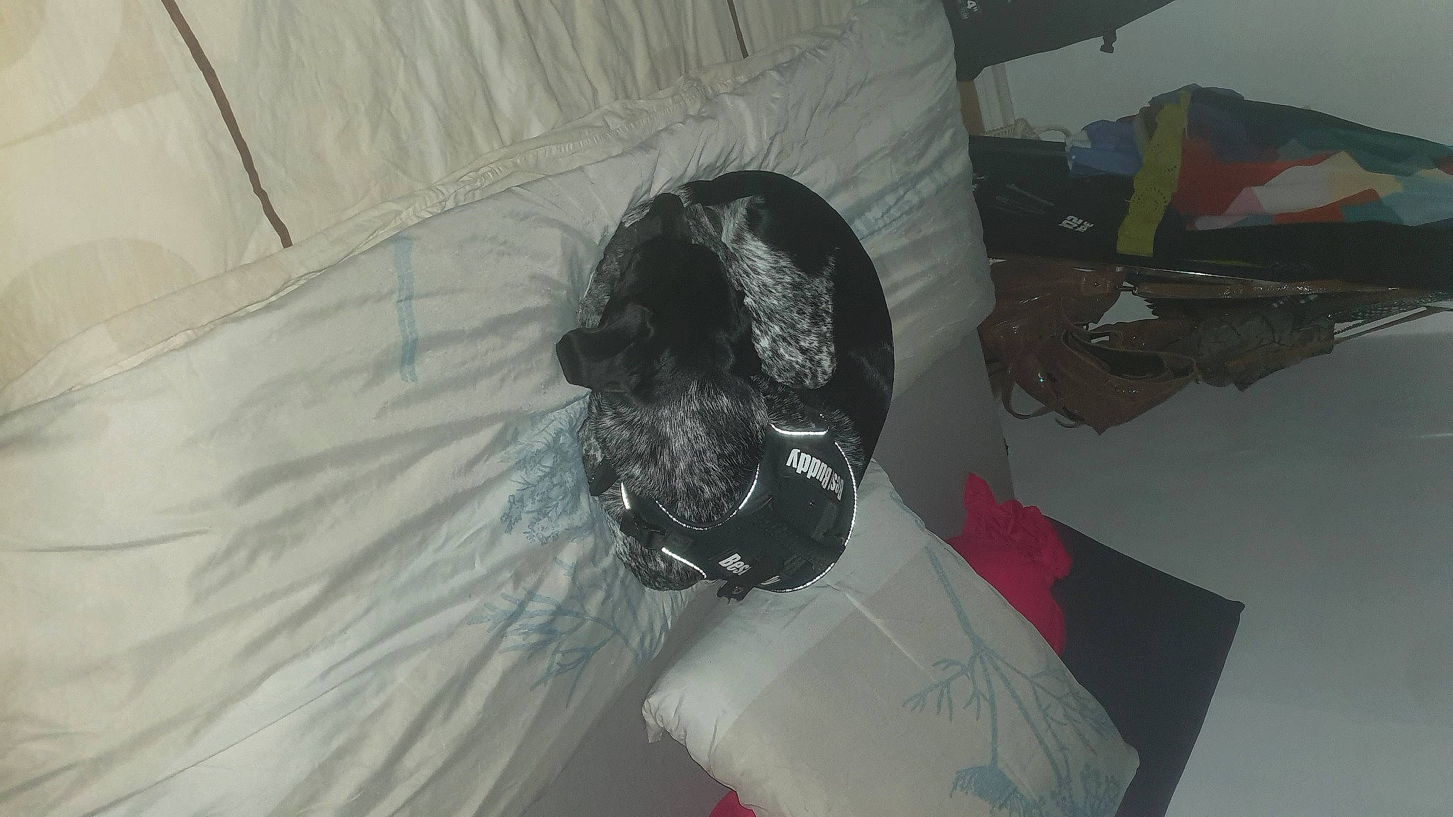 Falco a rejoint le concours — aidez-le/la à gagner de superbes lots ! art, auto_part, automotive_design, automotive_exterior, carmine, comfort, fun, fur, grey, hat, personal_protective_equipment, room, visual_arts, wing