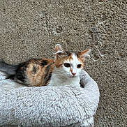 Daisy participe au concours pour gagner de l'argent avec cette photo : cat, calico_cat, kitten, pet, animal, fur, fluffy, white, orange, black, green_eyes, whiskers, ears, tail, lying_down, pet_bed, plush, indoor, wall, portrait