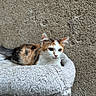 animal, black, calico_cat, cat, ears, fluffy, fur, green_eyes, indoor, kitten, lying_down, orange, pet, pet_bed, plush, portrait, tail, wall, whiskers, white