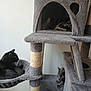 animal, black, cat, cat_tree, cats, cozy, cubby, ears, feline, fur, gray, hammock, indoor, multi_level, paws, pet, resting, sleeping, tabby, whiskers