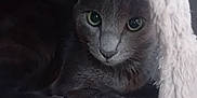Wifi a rejoint le concours — aidez-le/la à gagner de superbes lots ! cat, gray_cat, animal, pet, cozy, blanket, indoor, fur, whiskers, eyes, cute, resting, soft, curious, closeup, portrait, mammal, feline, comfort, hidden