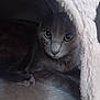 cat, gray_cat, animal, pet, cozy, blanket, indoor, fur, whiskers, eyes, cute, resting, soft, curious, closeup, portrait, mammal, feline, comfort, hidden
