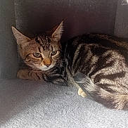 Flash participe au concours pour gagner de l'argent avec cette photo : cat, tabby, feline, pet, animal, indoor, cubby, curled_up, fur, whiskers, ears, paws, resting, closeup, soft, cozy, texture, striped, cute, companion