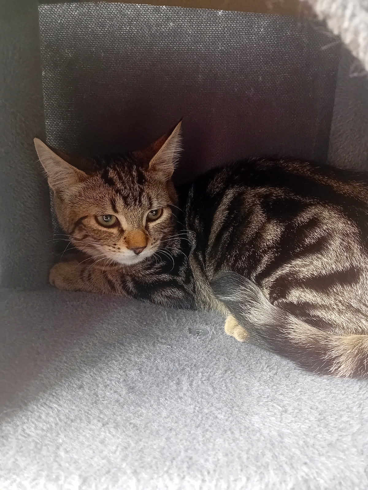Flash participe au concours pour gagner de l'argent avec cette photo : cat, tabby, feline, pet, animal, indoor, cubby, curled_up, fur, whiskers, ears, paws, resting, closeup, soft, cozy, texture, striped, cute, companion