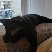 Nina a rejoint le concours — aidez-le/la à gagner de superbes lots ! black_cat, cat, sleeping, indoors, sofa, window, furniture, pet, relaxation, animal, mammal, domestic_cat, resting, cozy, daylight, side_view, close_up, house, quiet, lazy
