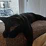animal, black_cat, cat, close_up, cozy, daylight, domestic_cat, furniture, house, indoors, lazy, mammal, pet, quiet, relaxation, resting, side_view, sleeping, sofa, window