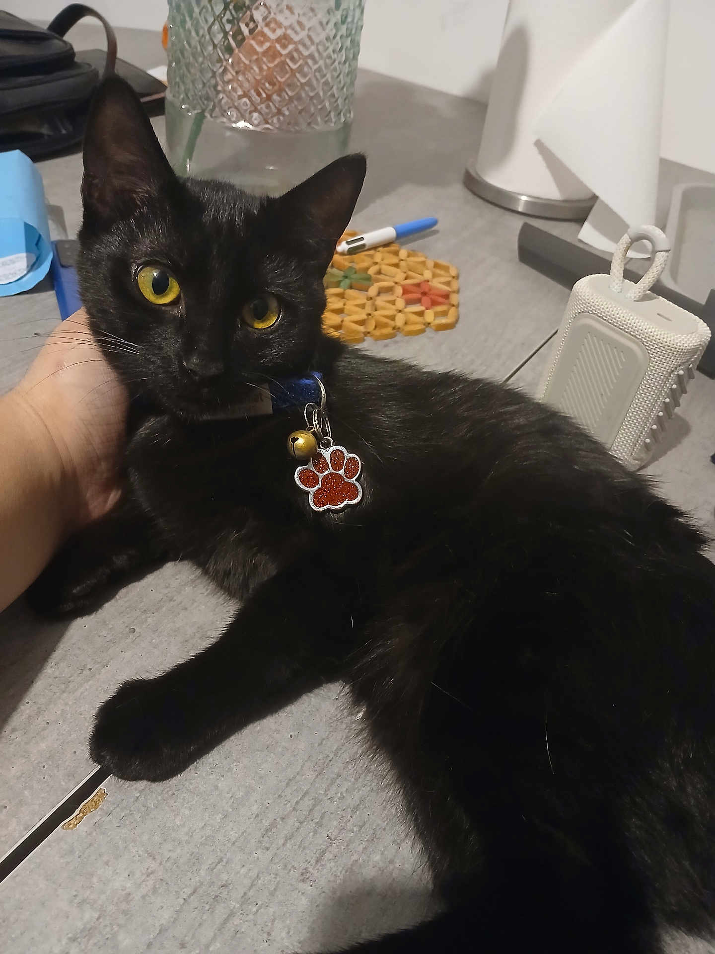 Nina a rejoint le concours — aidez-le/la à gagner de superbes lots ! black_cat, cat, yellow_eyes, collar, paw_tag, bell, hand, table, pen, glass_container, speaker, indoor, pet, feline, relaxed, domestic, close_up, laying_down, household_items, cozy