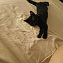 animal, bed, black_cat, comfort, cozy, domestic_animal, feline, fur, home, indoor, nap, paw, pet, quiet, relaxation, resting, sheet, sleeping, tail, whiskers