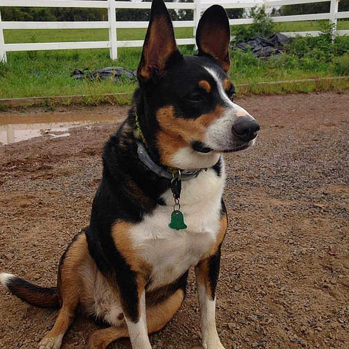 Hobbes is registered to the contest to win money with this photo: