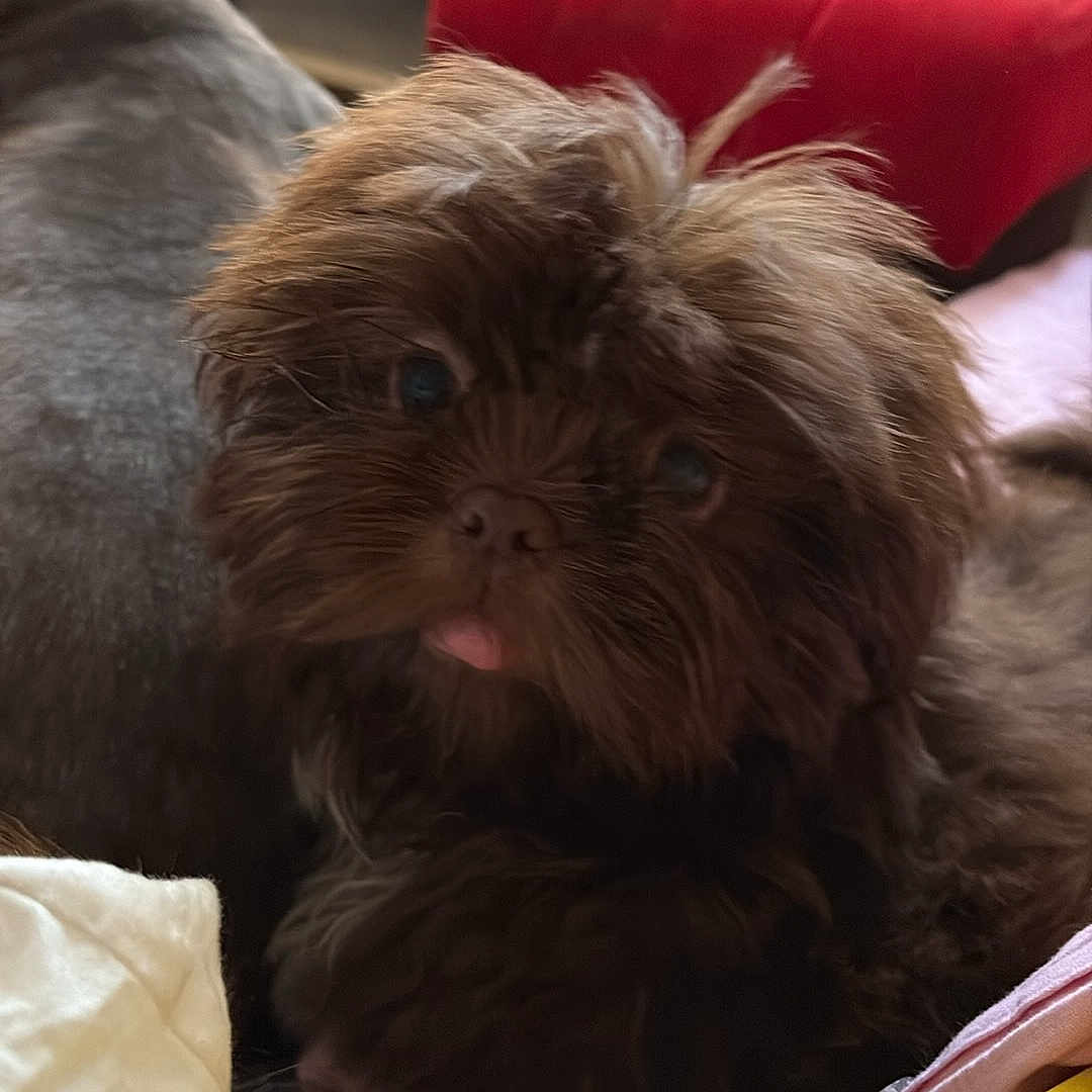 Astro a rejoint le concours — aidez-le/la à gagner de superbes lots ! animal, blanket, brown_dog, companion, cozy, cute, dog, domestic_animal, fluffy, fur, furniture, home, indoor, person, pet, pillow, red_cushion, relaxing, snout, tongue_out