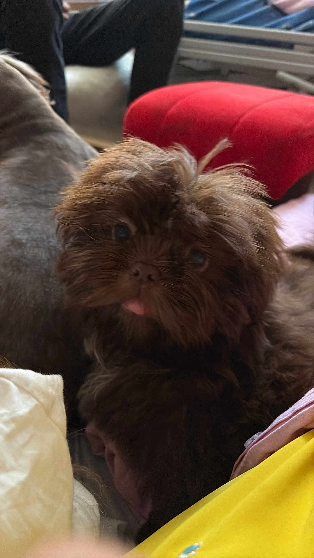 Astro a rejoint le concours — aidez-le/la à gagner de superbes lots ! dog, brown_dog, fluffy, tongue_out, indoor, pillow, blanket, red_cushion, person, furniture, cozy, pet, cute, animal, relaxing, home, fur, snout, companion, domestic_animal
