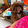 Astro participe au concours pour gagner de l'argent avec cette photo : dog, brown, fluffy, tongue_out, indoor, person, man, sitting, chair, blanket, colorful, furniture, living_room, wooden_cabinet, table, toy, bed, casual, relaxed, home