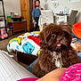 dog, brown_dog, fluffy, tongue_out, living_room, person, furniture, wooden_cabinet, blanket, chair, table, decor, wall_clock, heart_decorations, couch, colorful_blanket, indoor, pet, cute, blurred_background