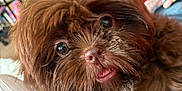 Astro participe au concours pour gagner de l'argent avec cette photo : dog, brown_dog, fluffy, close_up, indoor, pet, curious, tongue_out, fur, animal, cute, household, blanket, furniture, cozy, companion, portrait, playful, small_dog, hair