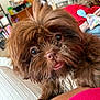 dog, brown_dog, fluffy, close_up, indoor, pet, curious, tongue_out, fur, animal, cute, household, blanket, furniture, cozy, companion, portrait, playful, small_dog, hair