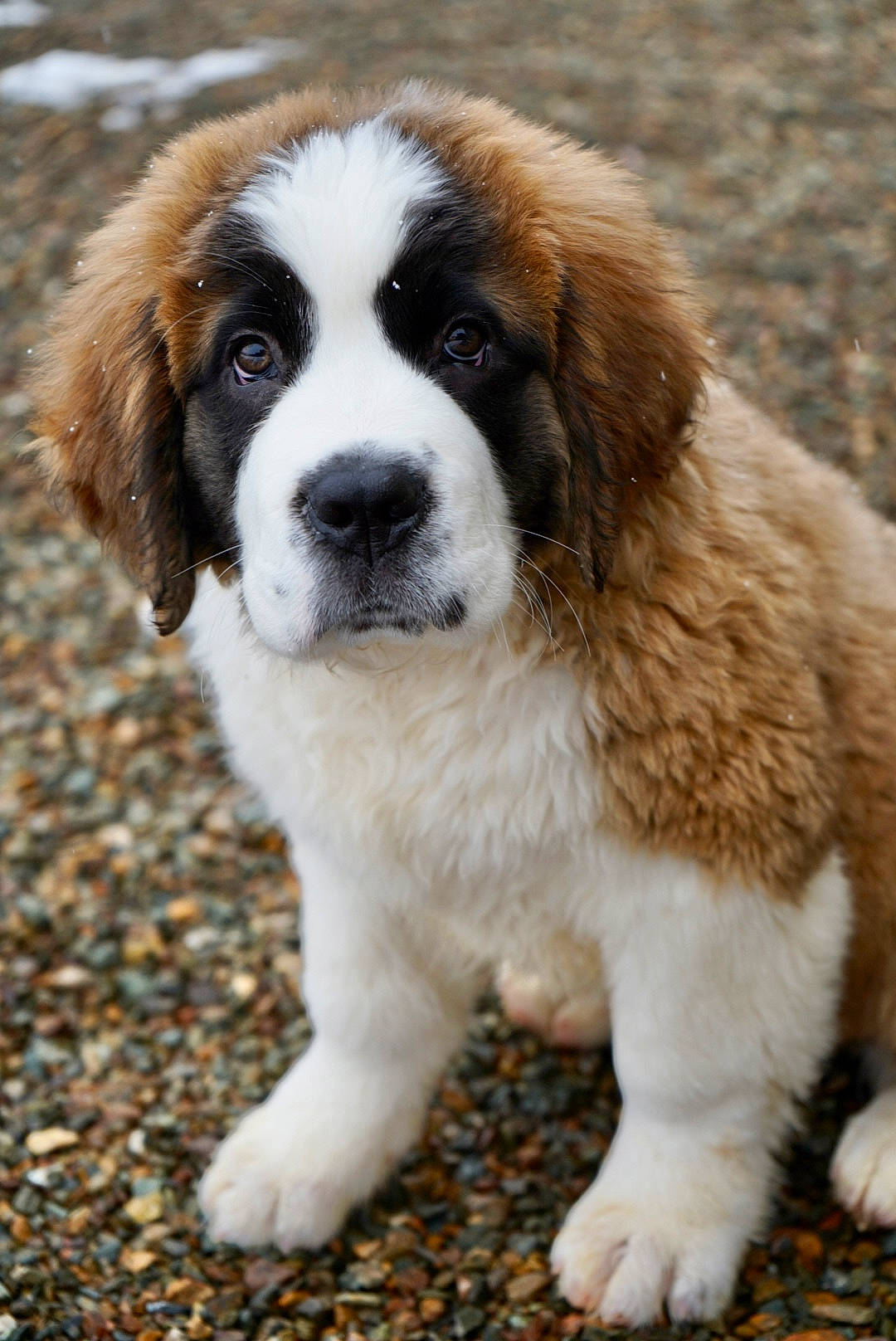 Lavender joined the competition — help win amazing prizes! ancient_dog_breeds, canidae, carnivore, companion_dog, dog, dog_breed, fur, grass, gun_dog, plant, pyrenean_mastiff, snout, sporting_group, terrestrial_animal, working_dog