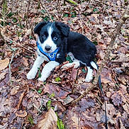 Aîka a rejoint le concours — aidez-le/la à gagner de superbes lots ! puppy, dog, black_and_white, blue_eyes, harness, leaves, autumn, forest_floor, outdoor, nature, cute, young_dog, animal, pet, lying_down, brown_leaves, green_moss, twig, curious, small