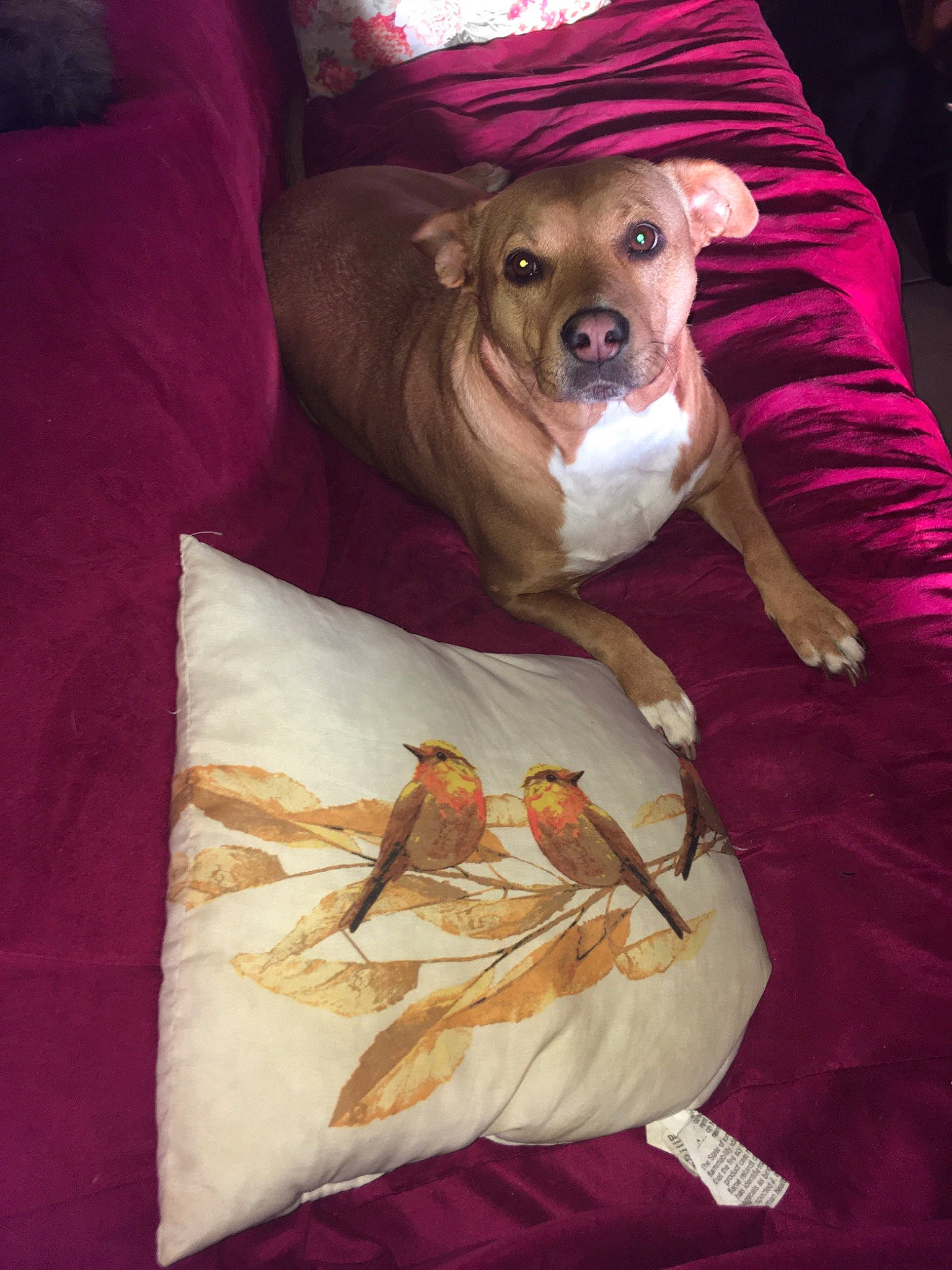 Summer joined the competition — help win amazing prizes! blanket, canidae, carnivore, companion_dog, dog, dog_breed, fawn, linens