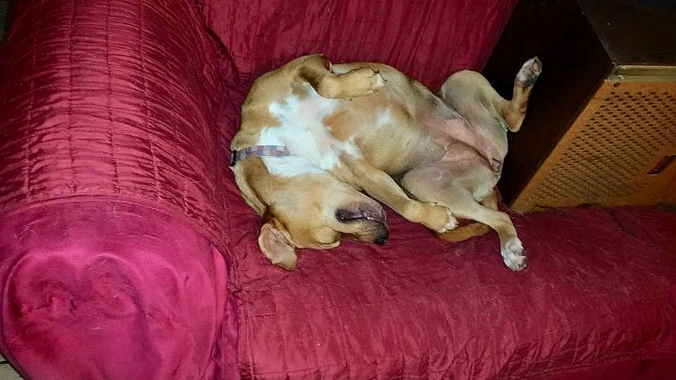 Summer joined the competition — help win amazing prizes! canidae, carnivore, companion_dog, dog, dog_breed, fawn, non_sporting_group, puppy, sporting_group