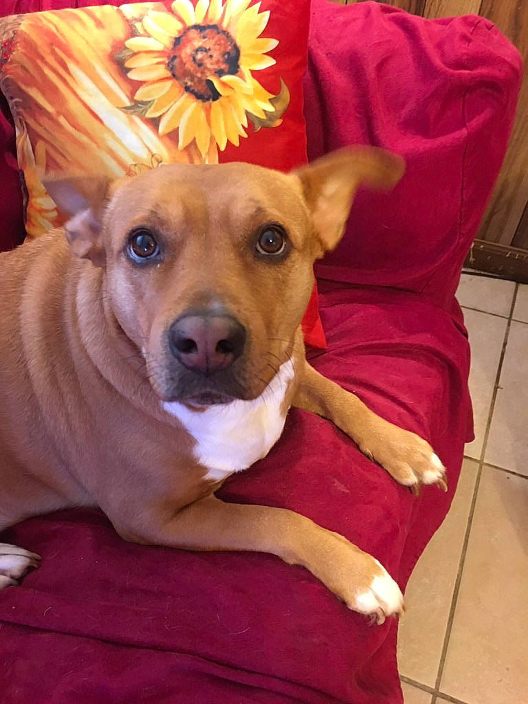 Summer joined the competition — help win amazing prizes! canidae, carnivore, companion_dog, dog, dog_breed, ear, fawn, mammal, pariah_dog, paw, skin, snout, thai_ridgeback, vertebrate