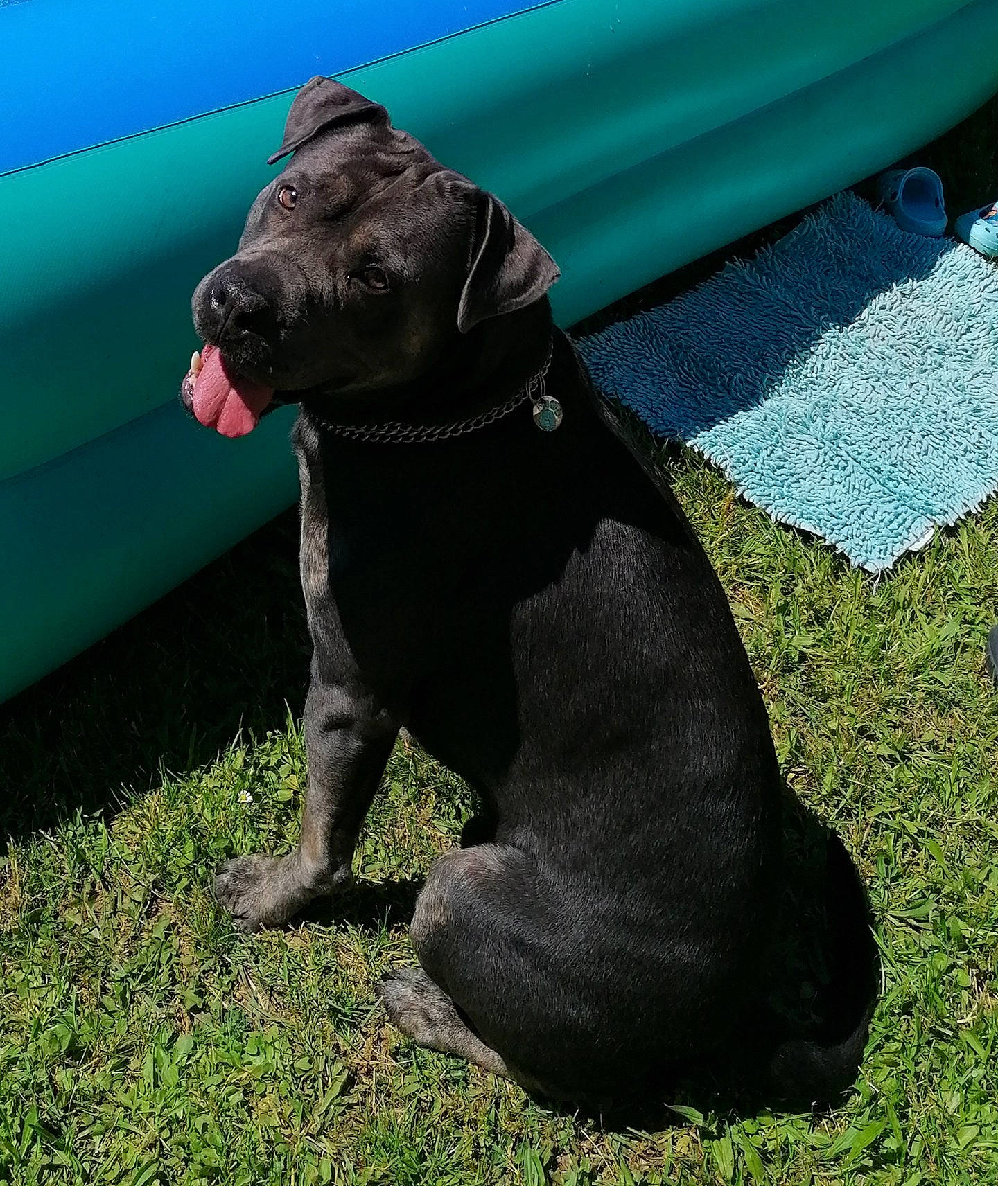 Orson participe au concours pour gagner de l'argent avec cette photo : blue, canidae, carnivore, collar, companion_dog, dog, dog_breed, dog_collar, dog_supply, fawn, grass, gun_dog, liver, pet_supply, sculpture, snout, sporting_group, tail, terrestrial_animal, working_animal