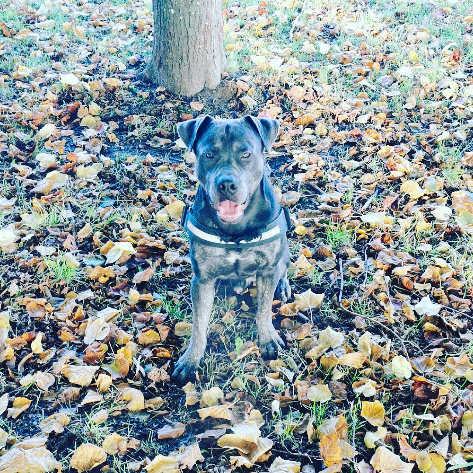 Orson participe au concours pour gagner de l'argent avec cette photo : australian_cattle_dog, carnivore, companion_dog, dog, dog_breed, electric_blue, grass, plant, rock, shadow, soil, sporting_group, tail, tints_and_shades, tree, working_animal
